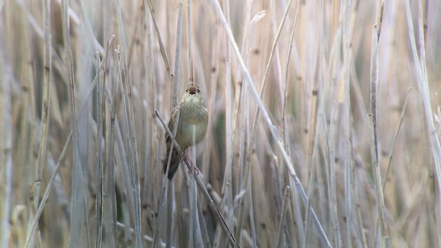 Common Grasshopper Warbler - ML333017071