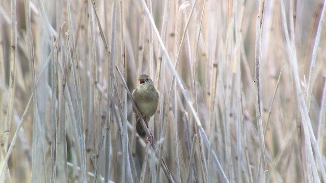 Common Grasshopper Warbler - ML333017261