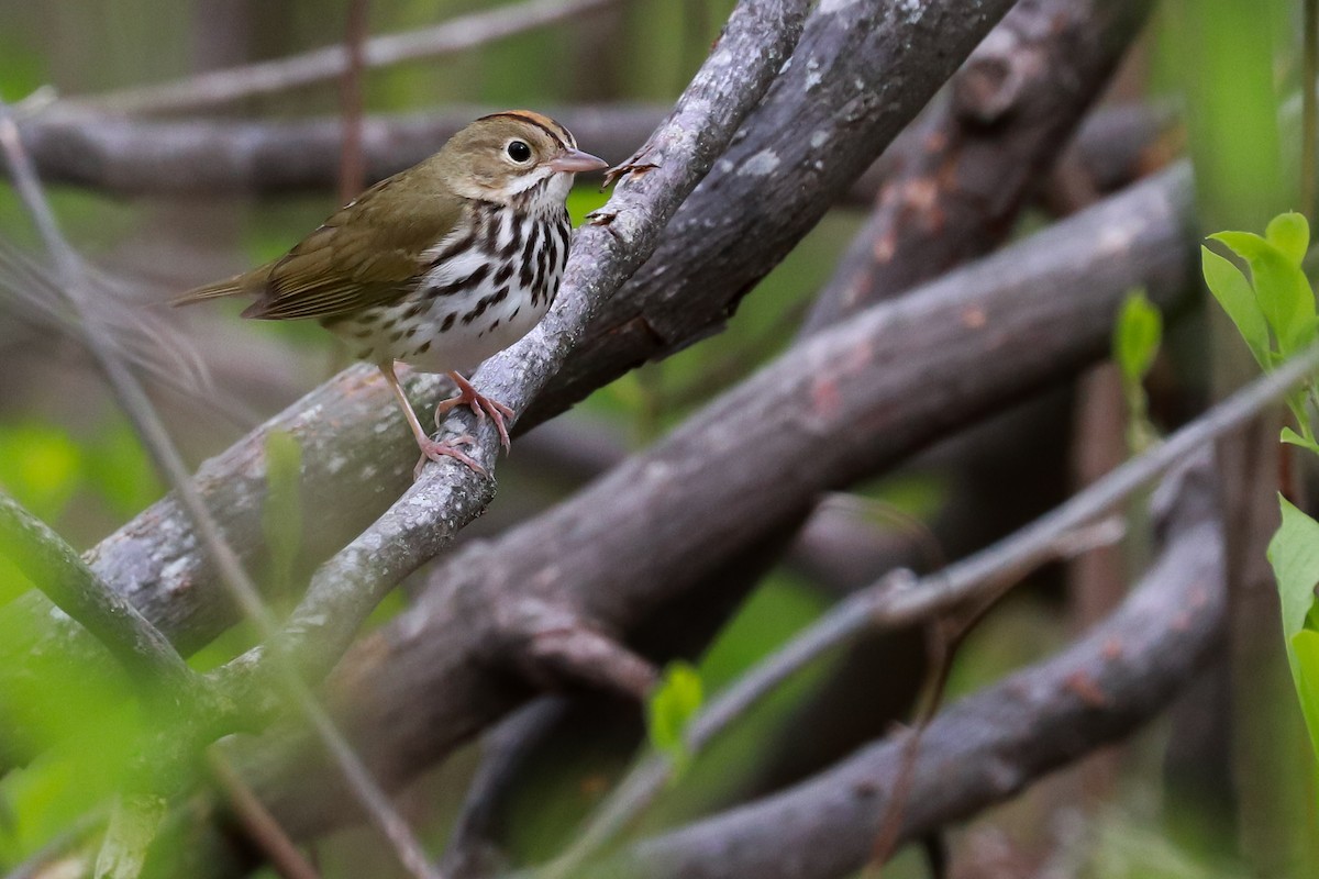 Ovenbird - ML333017371