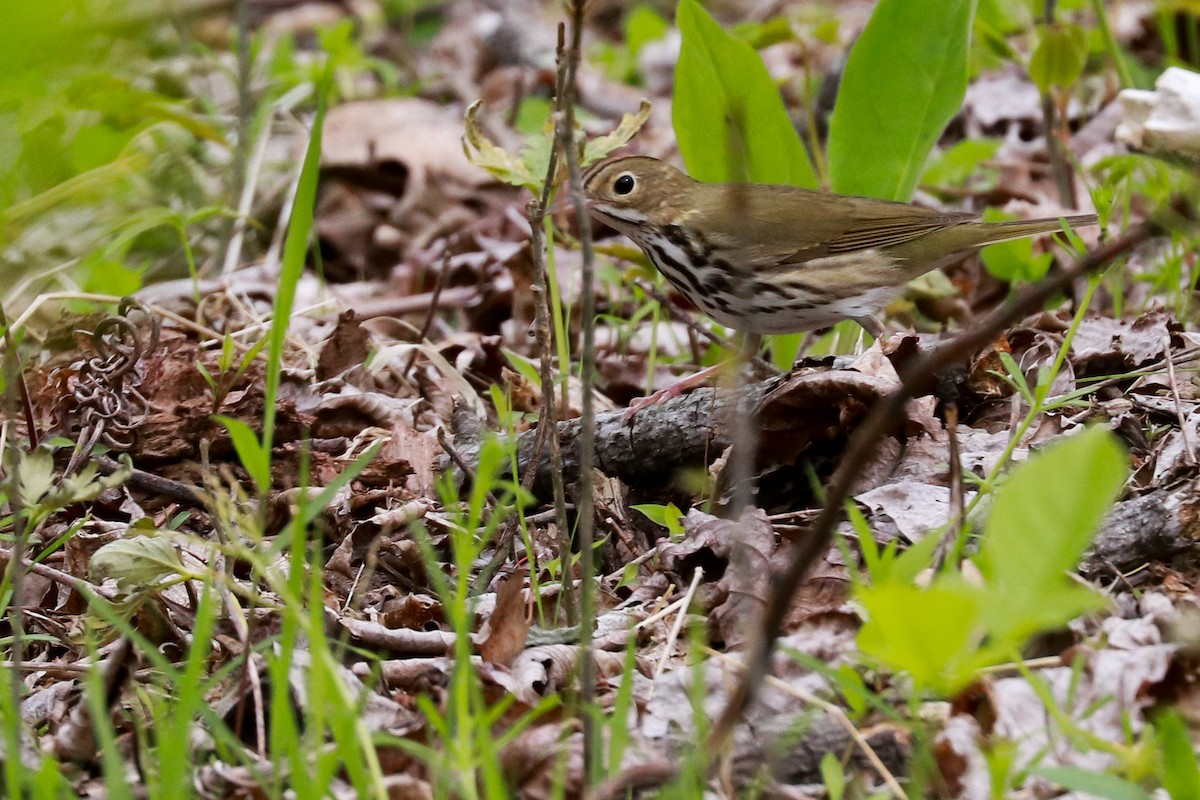 Ovenbird - ML333018111