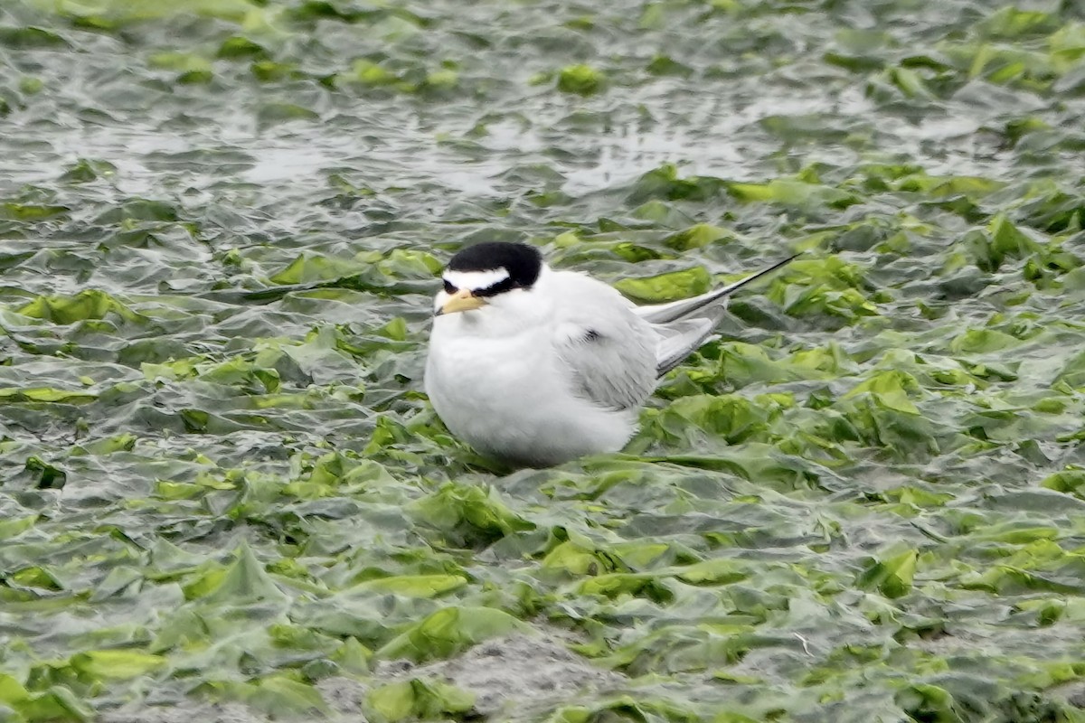 Least Tern - ML333018331