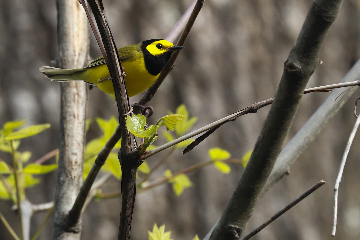 Hooded Warbler - Anonymous