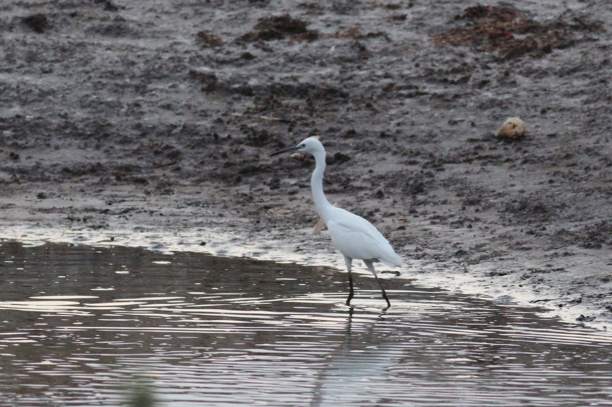 Little Egret - ML33301851