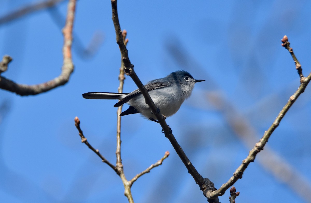 Perlita Grisilla (caerulea) - ML333018581