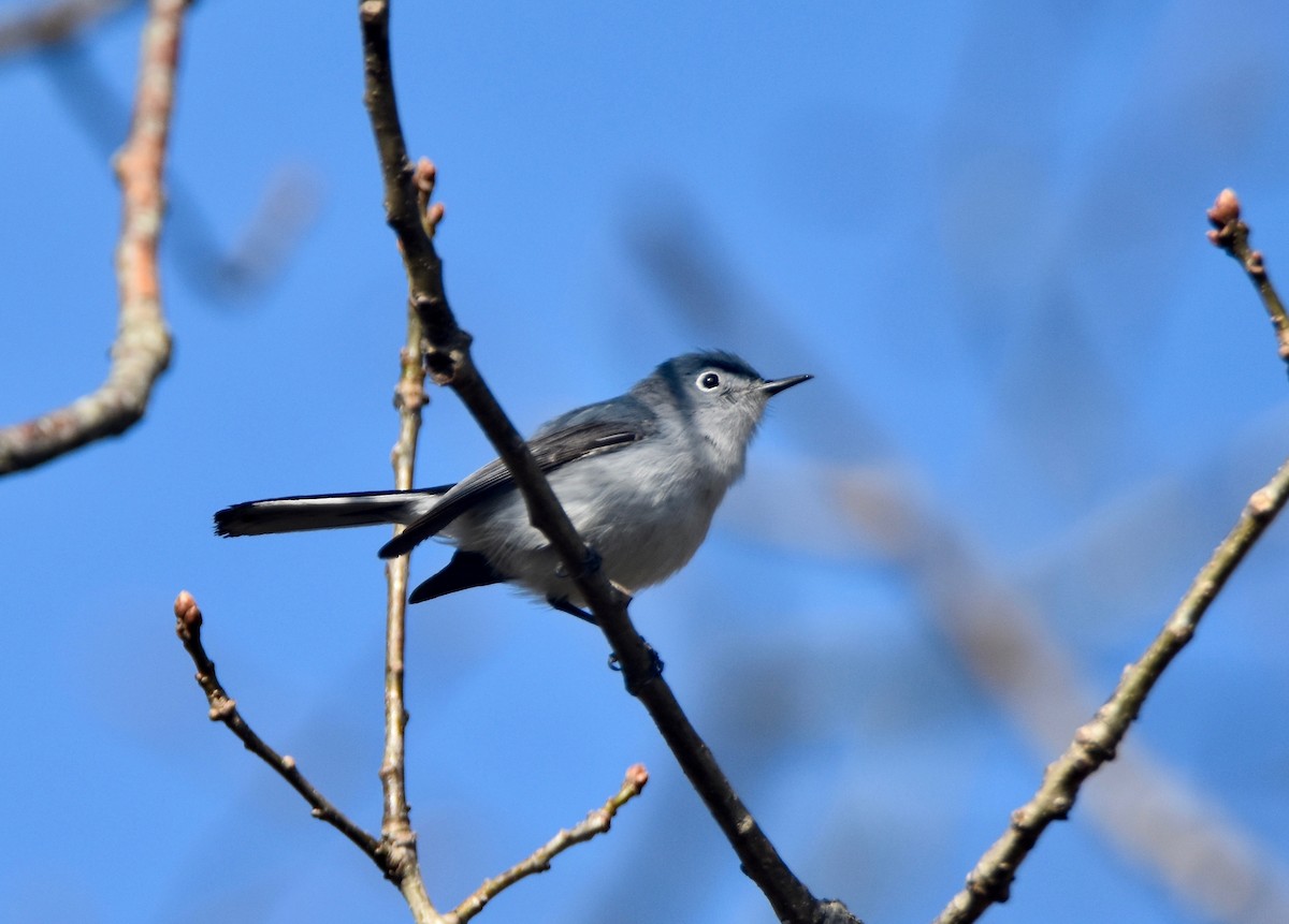 Blue-gray Gnatcatcher (caerulea) - ML333018591
