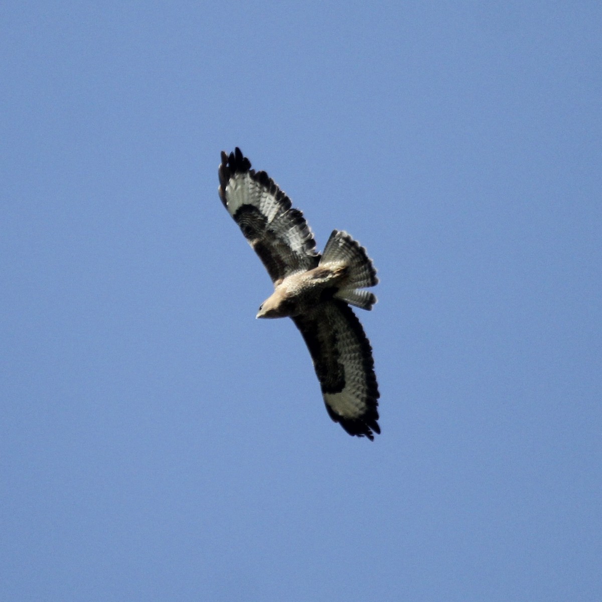 Common Buzzard - ML333019171