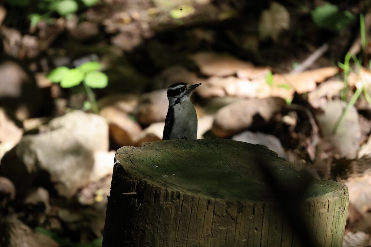 Downy Woodpecker - ML333020011