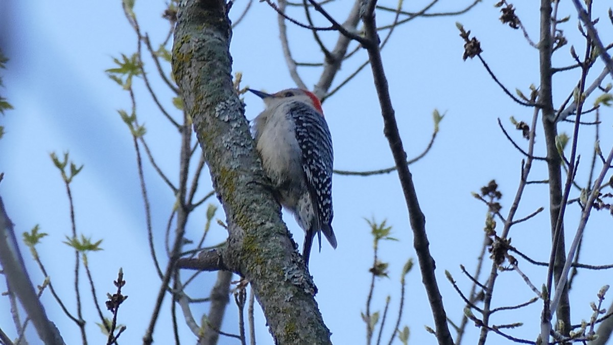Red-bellied Woodpecker - ML333021261