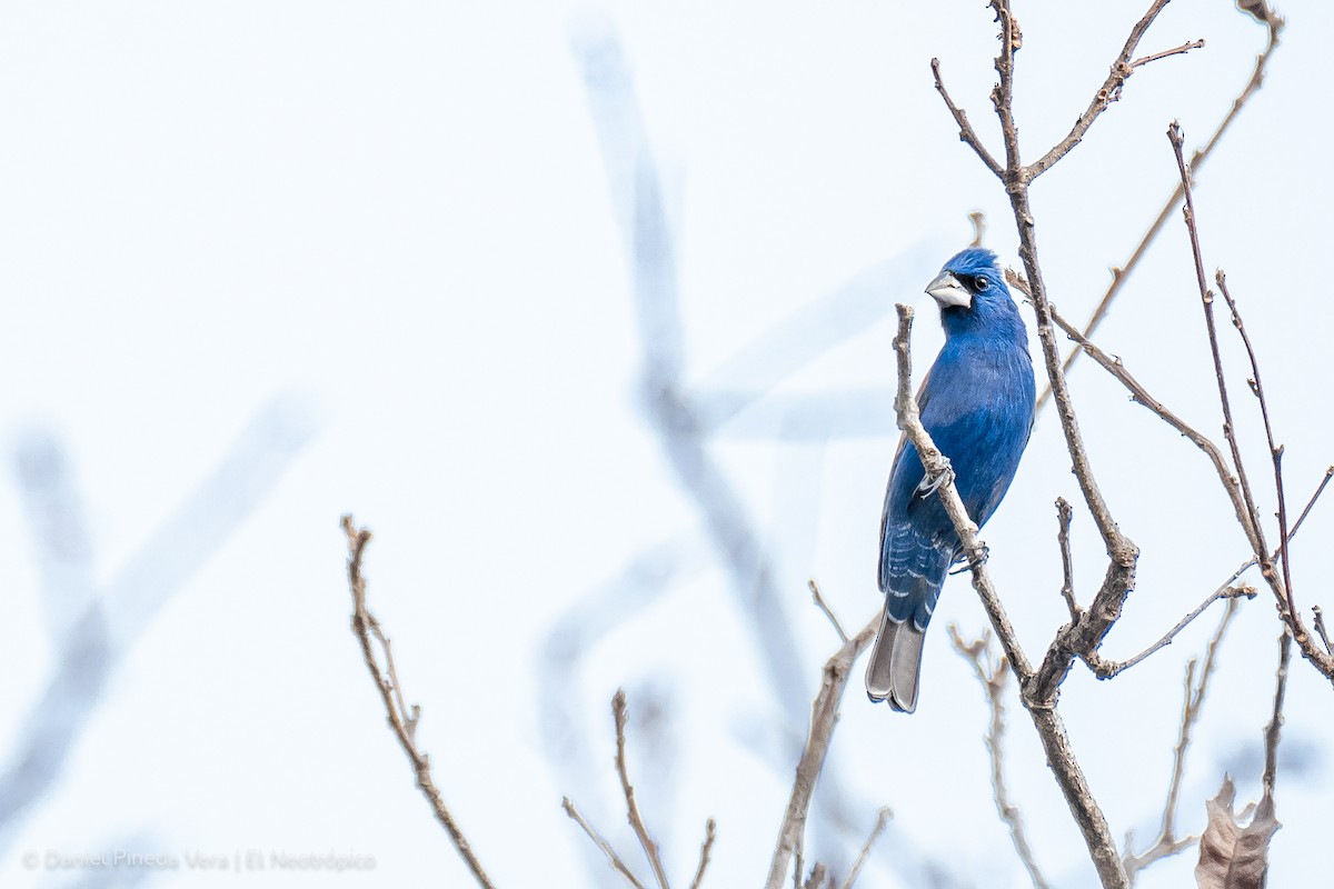 Blue Grosbeak - ML333022231