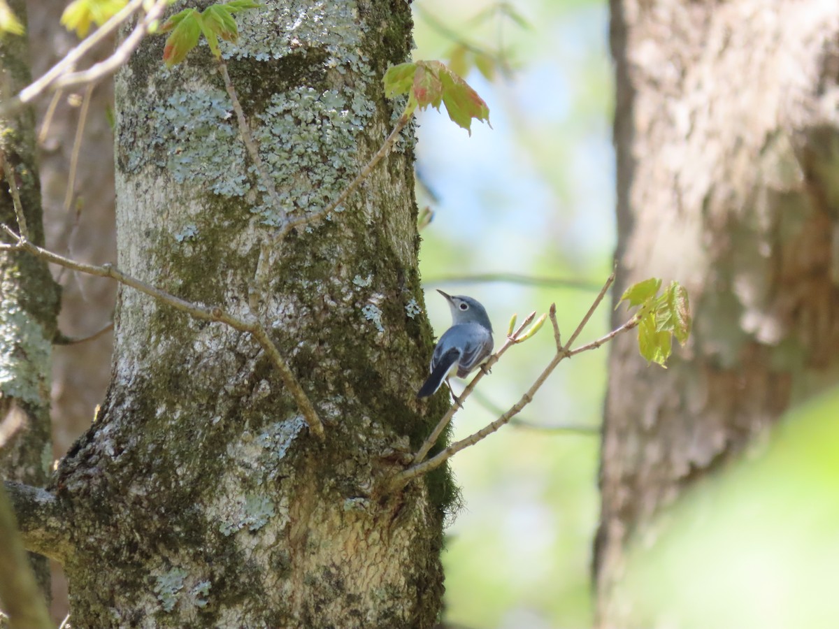 Blue-gray Gnatcatcher - ML333023181