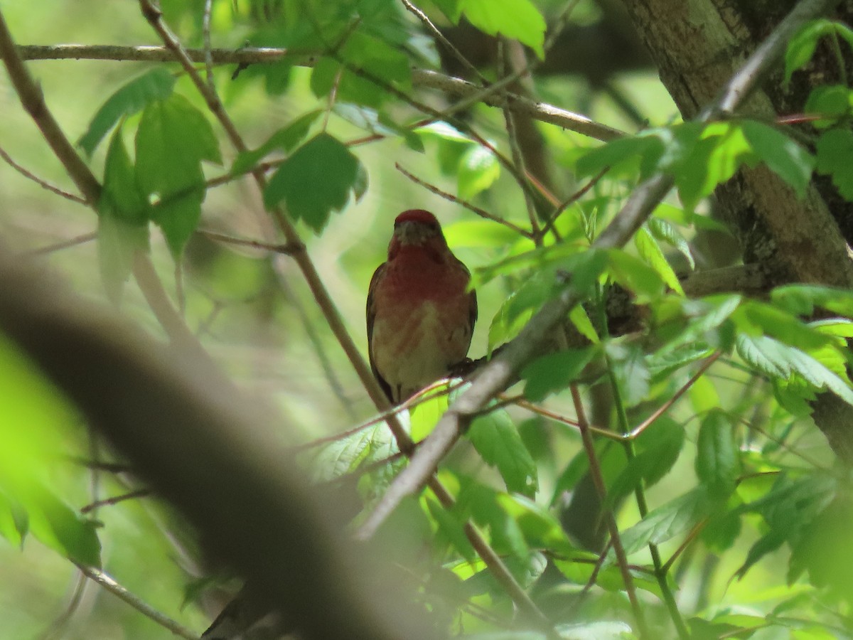 Purple Finch - ML333023531