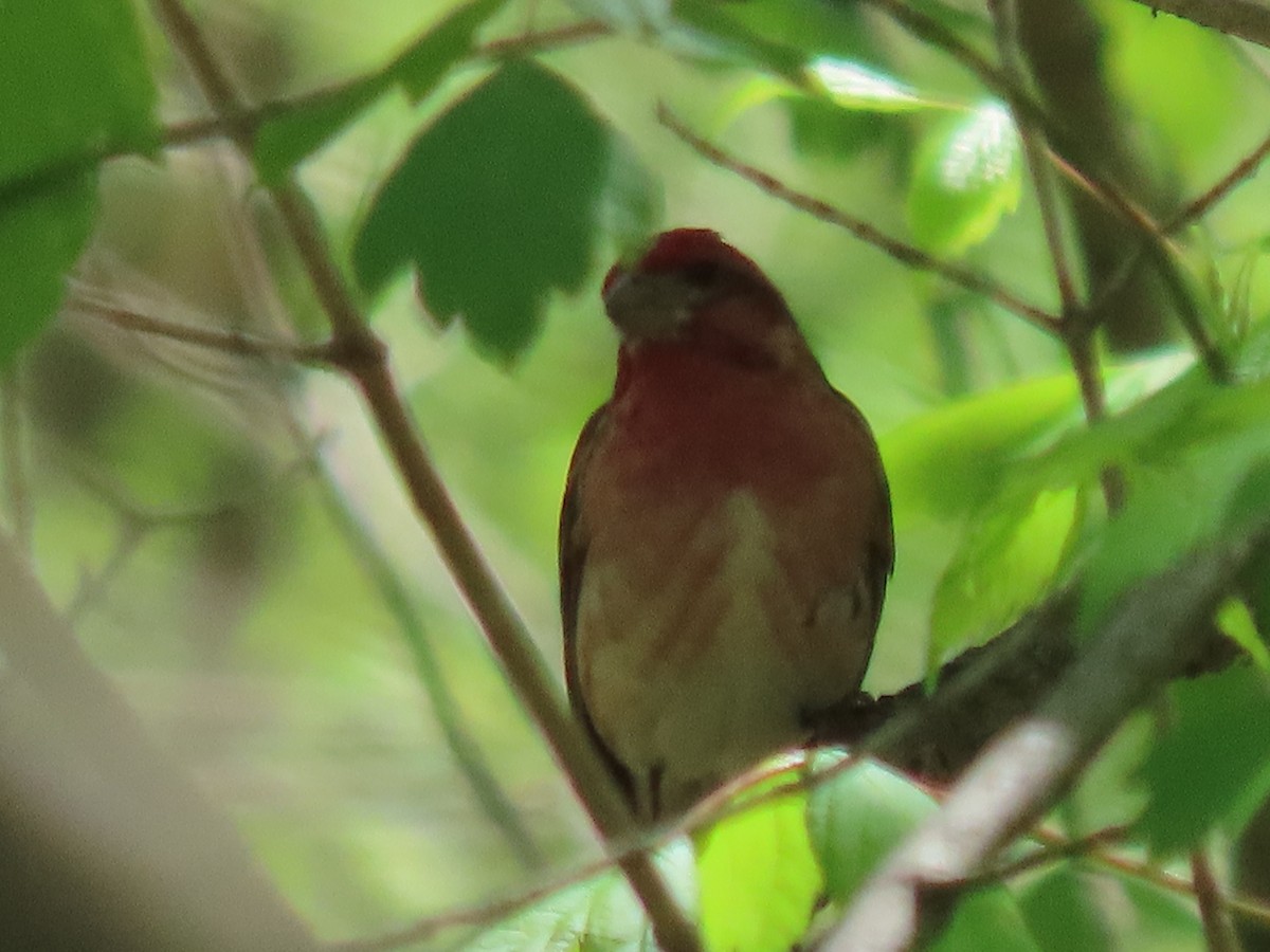 Purple Finch - ML333023661