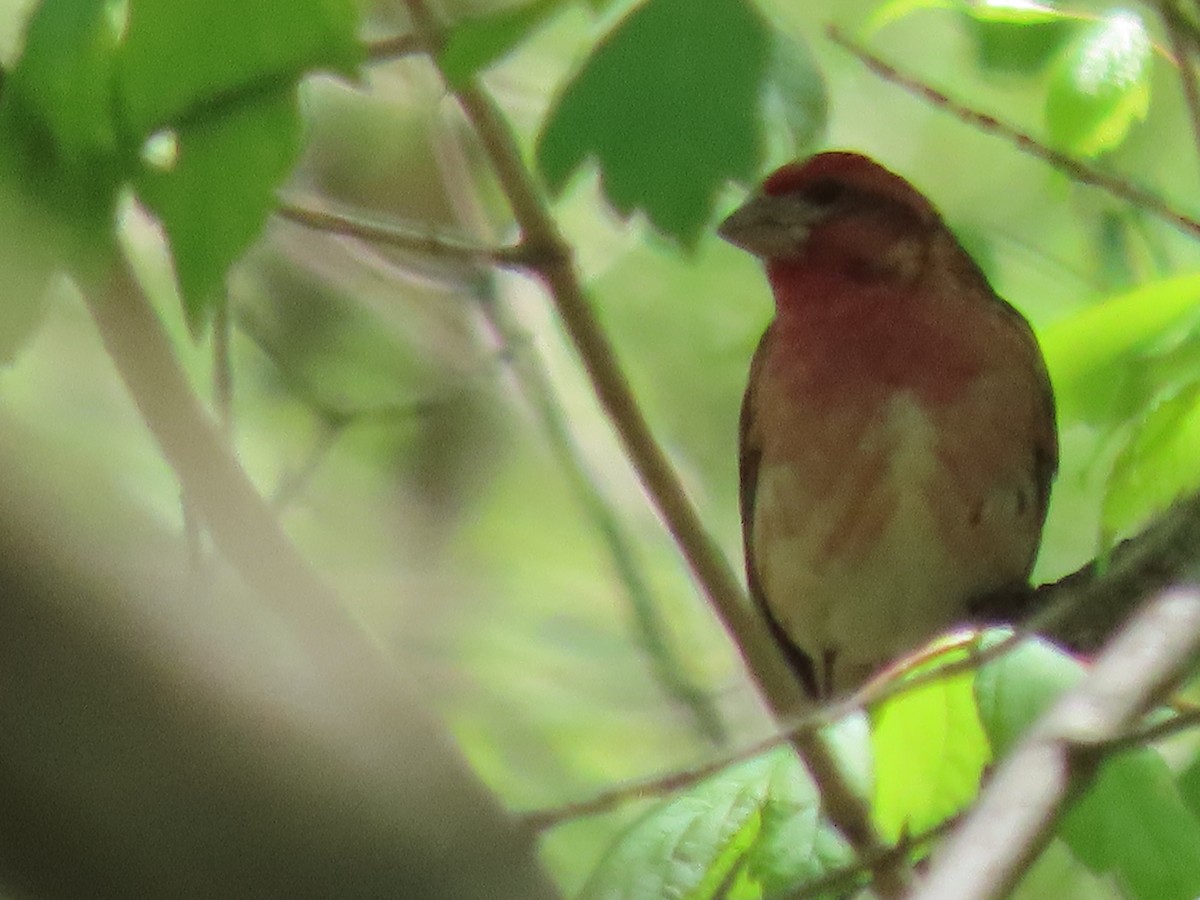 Purple Finch - ML333023861