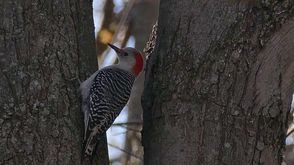 Red-bellied Woodpecker - ML333024011