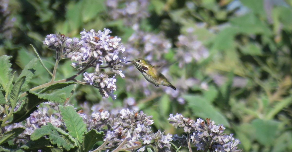 Calliope Hummingbird - ML333025941