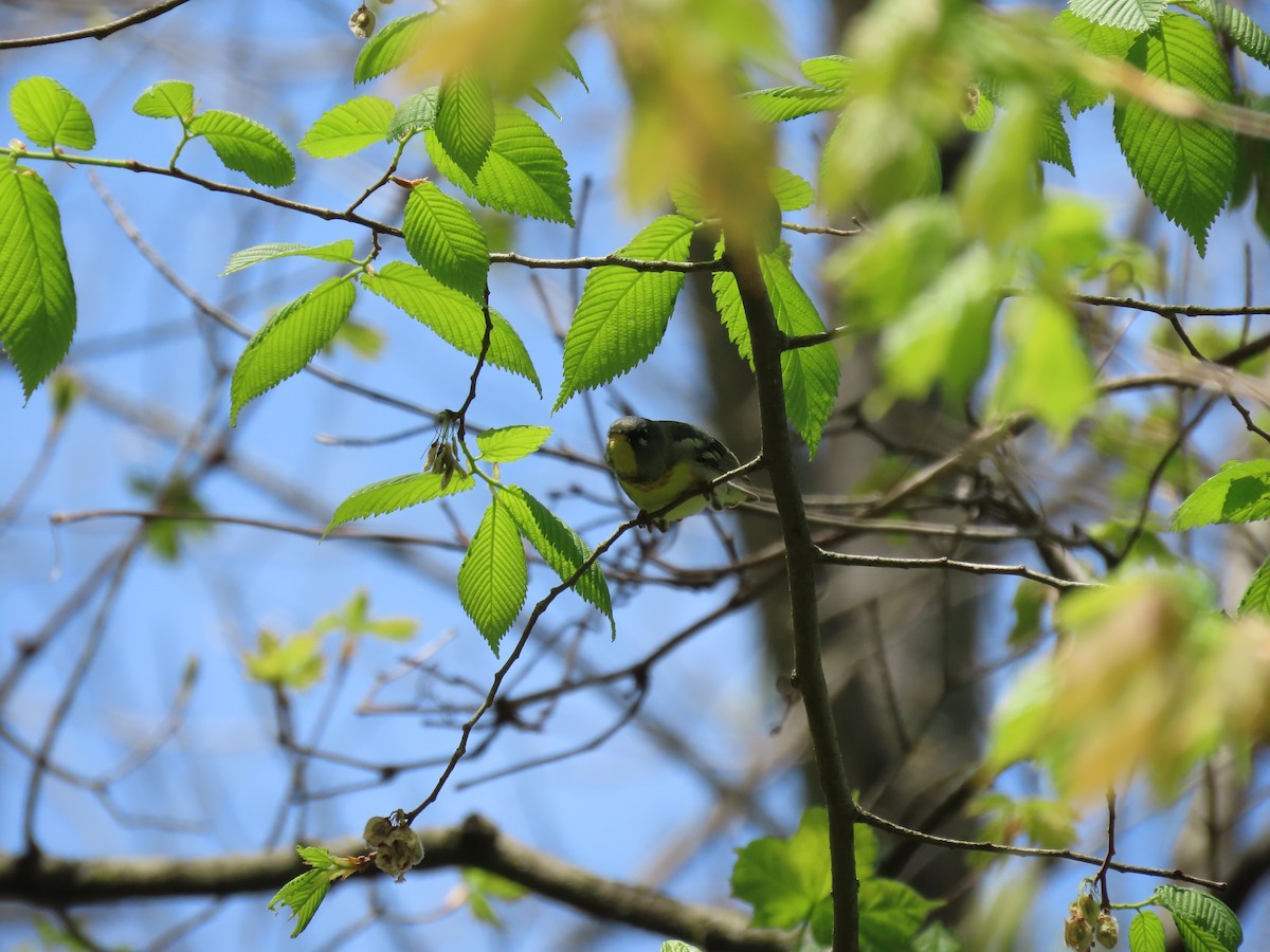 Northern Parula - ML333026001