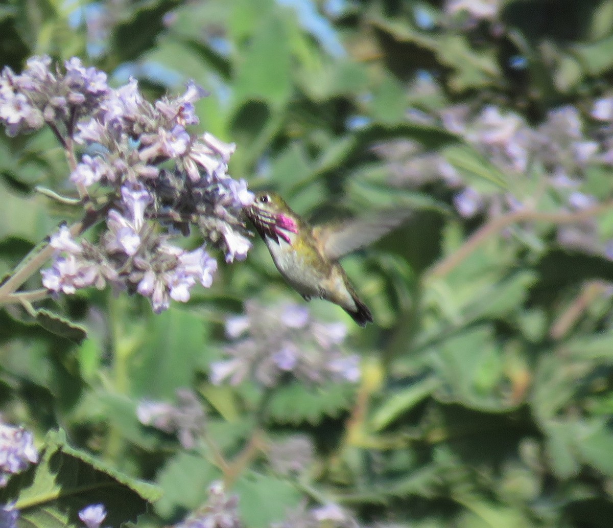 Calliope Hummingbird - ML333026031