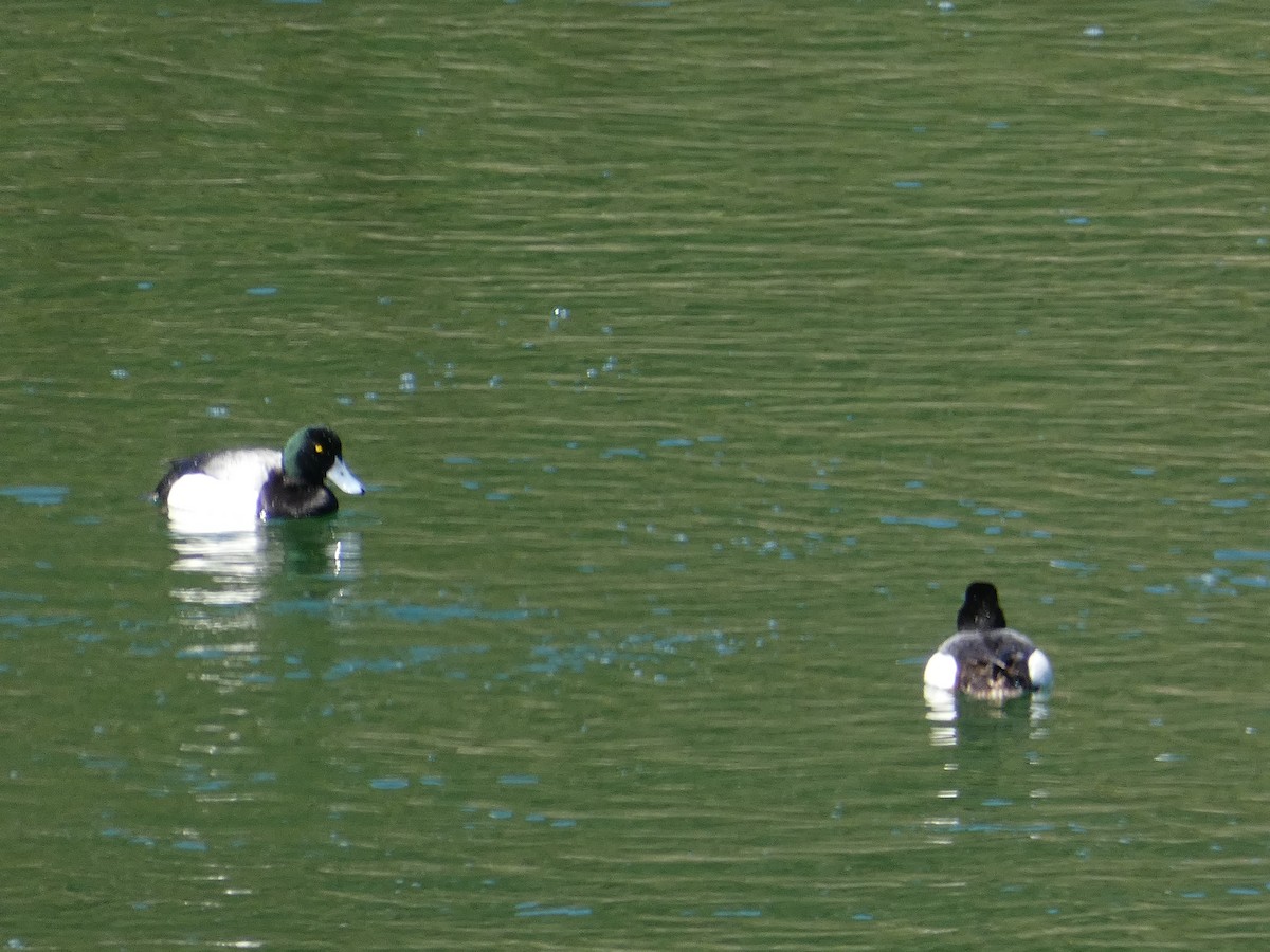 Greater Scaup - ML333026211