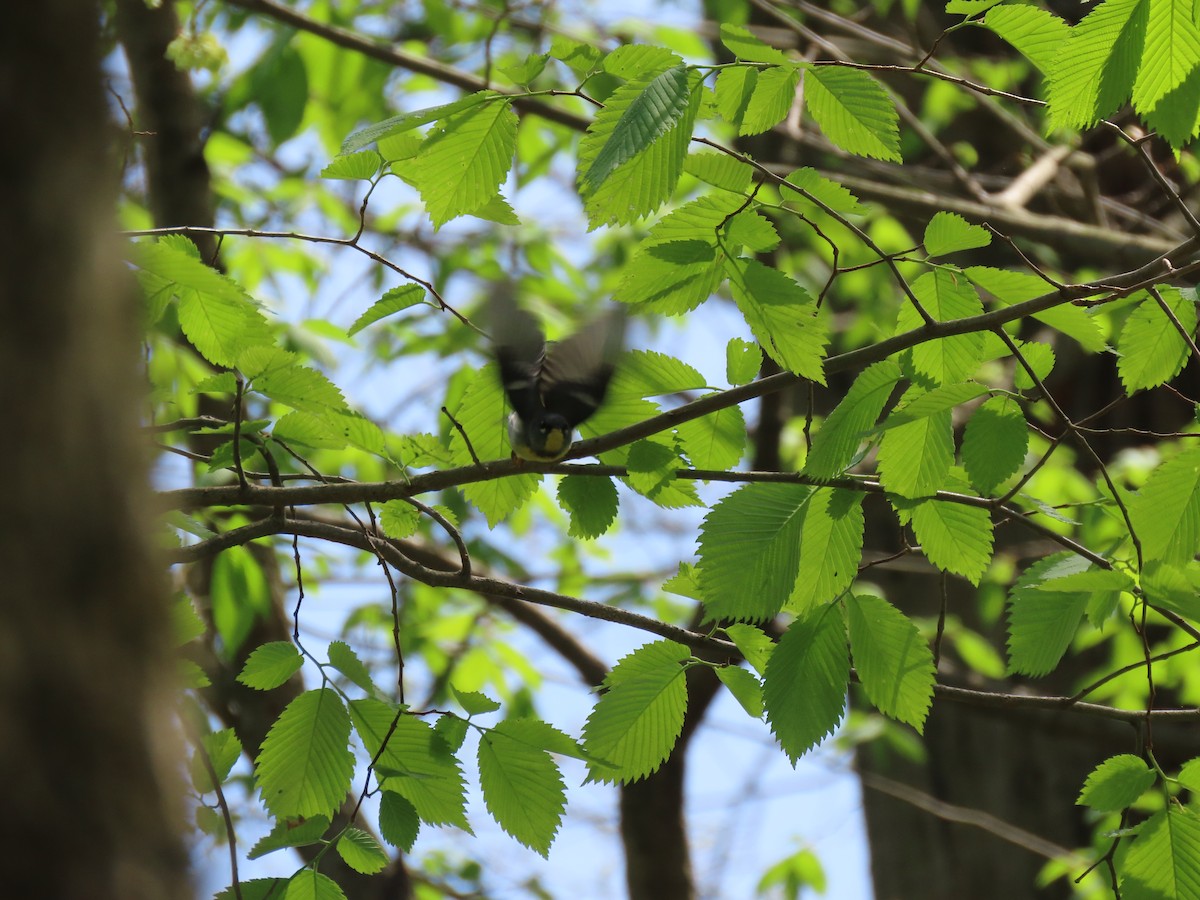 Northern Parula - ML333026801