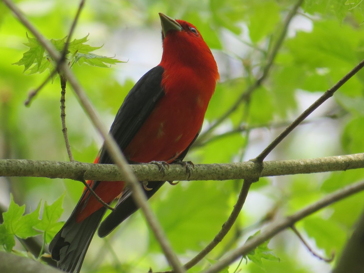 Scarlet Tanager - ML333027431