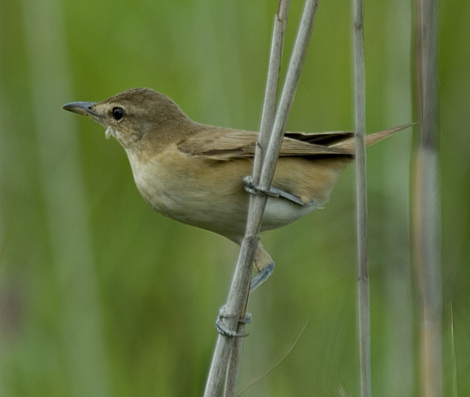 Great Reed Warbler - johnny powell