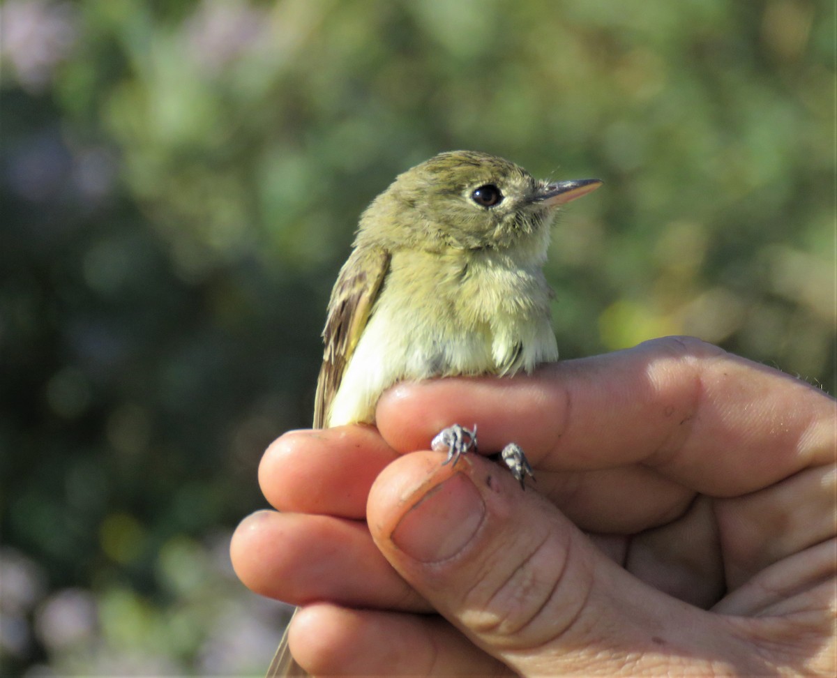 Western Flycatcher (Pacific-slope) - ML333030291