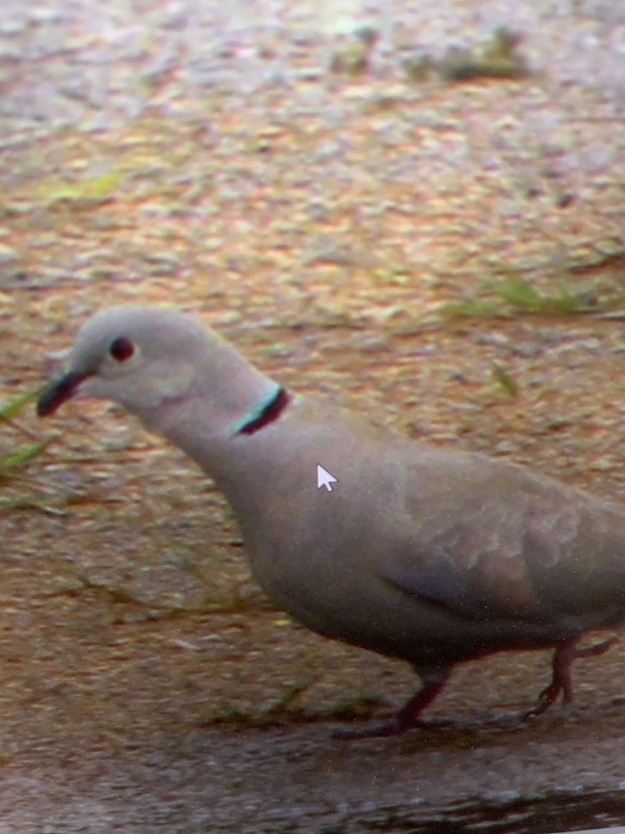 Usapal turkiarra - ML333030811