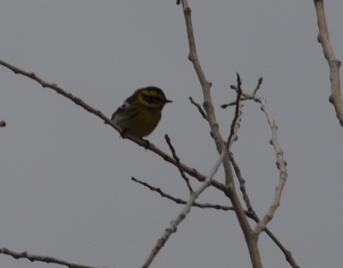 Townsend's Warbler - ML33303161