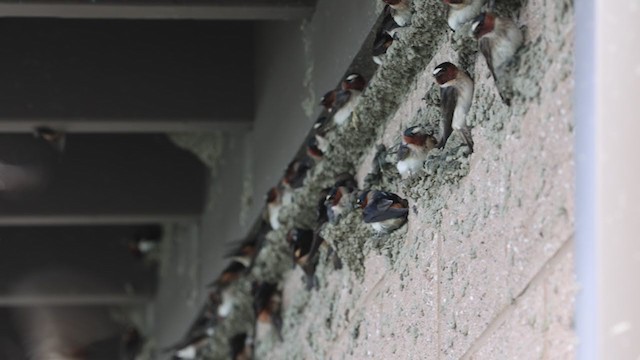 Cliff Swallow (pyrrhonota Group) - ML333032231