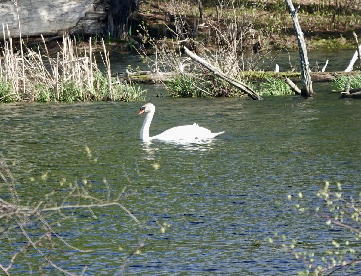 Cygne tuberculé - ML333034291