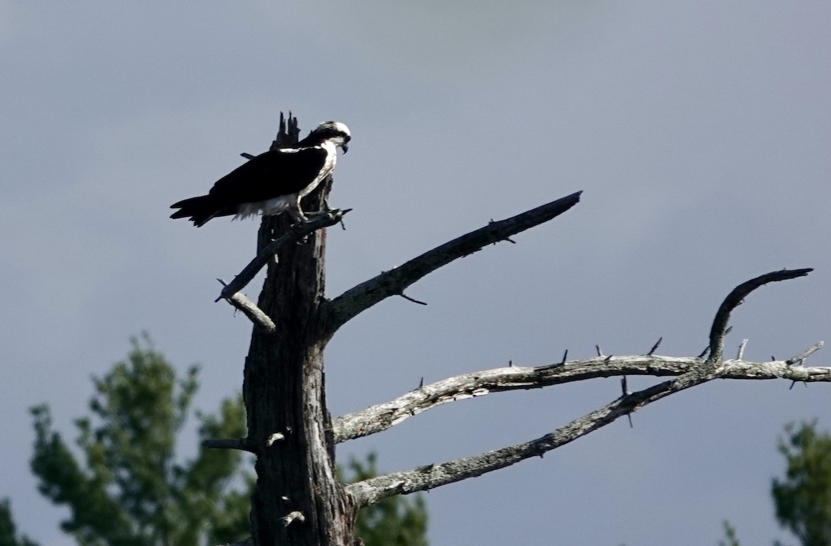 Osprey - ML333034381