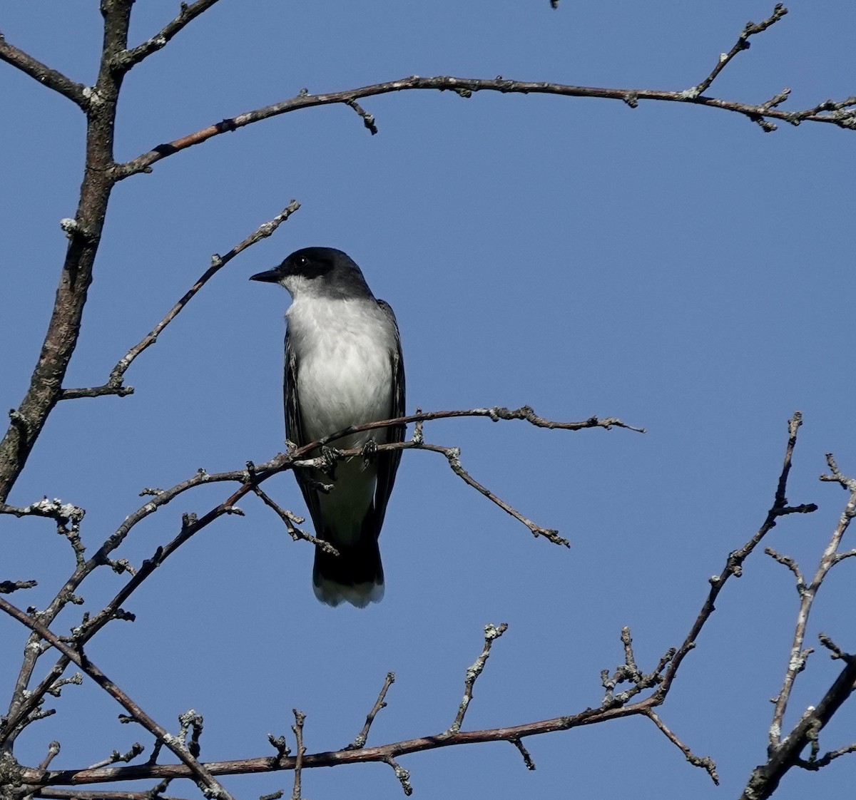 Eastern Kingbird - ML333034501