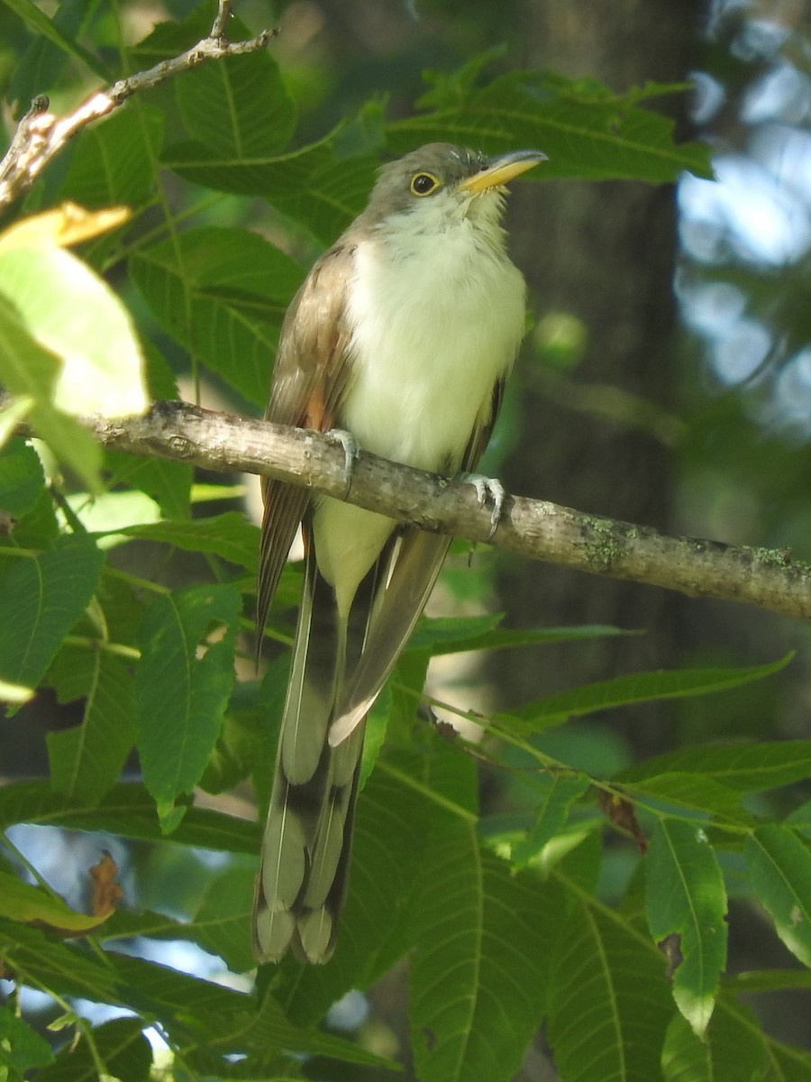 Yellow-billed Cuckoo - ML33303451