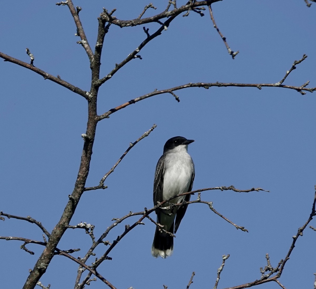 Eastern Kingbird - ML333034511