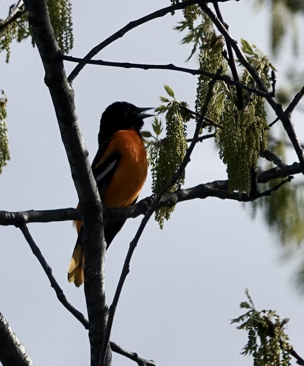 Baltimore Oriole - ML333034631