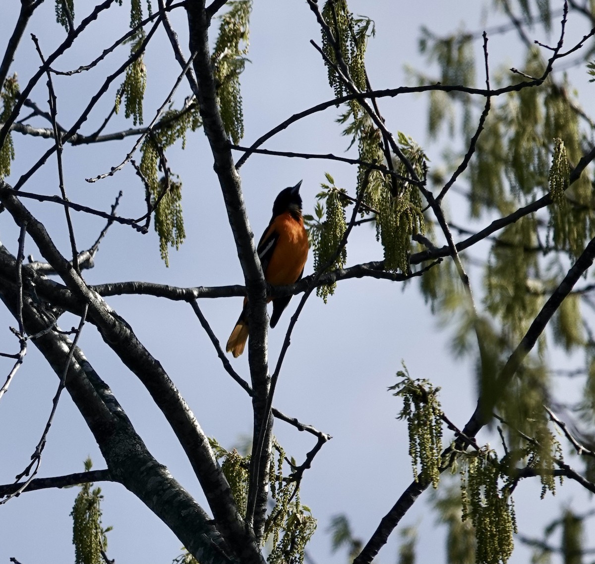 Oriole de Baltimore - ML333034671