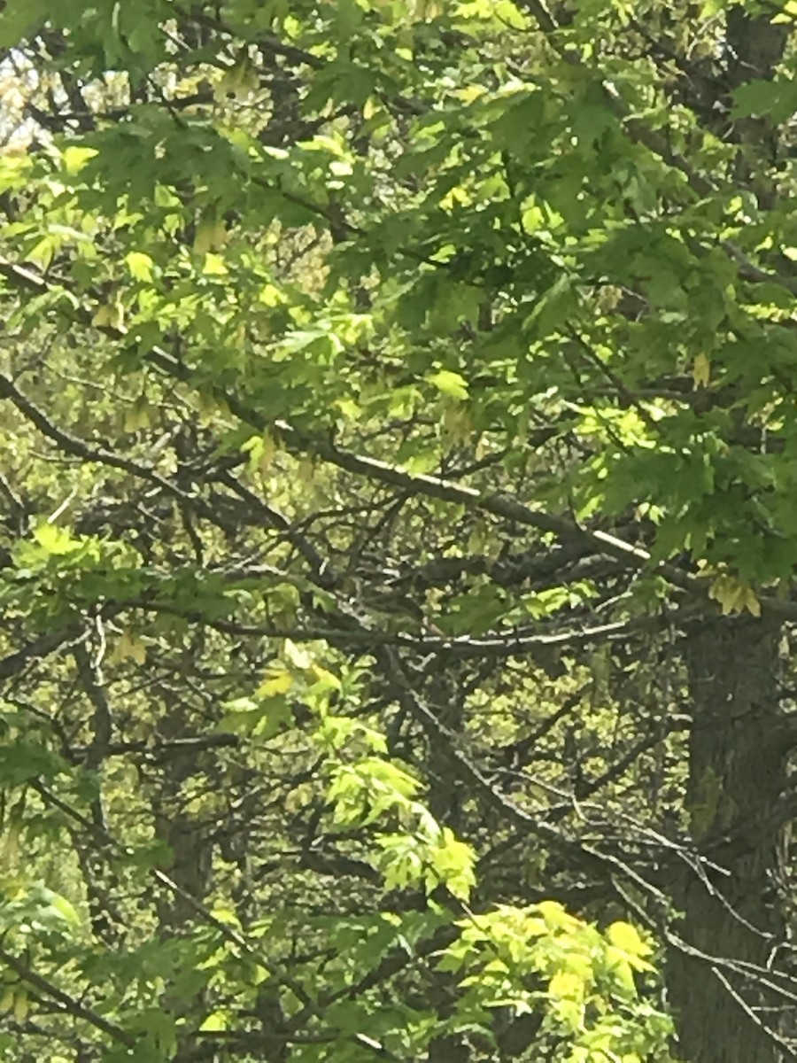 Lark Sparrow - ML333035311