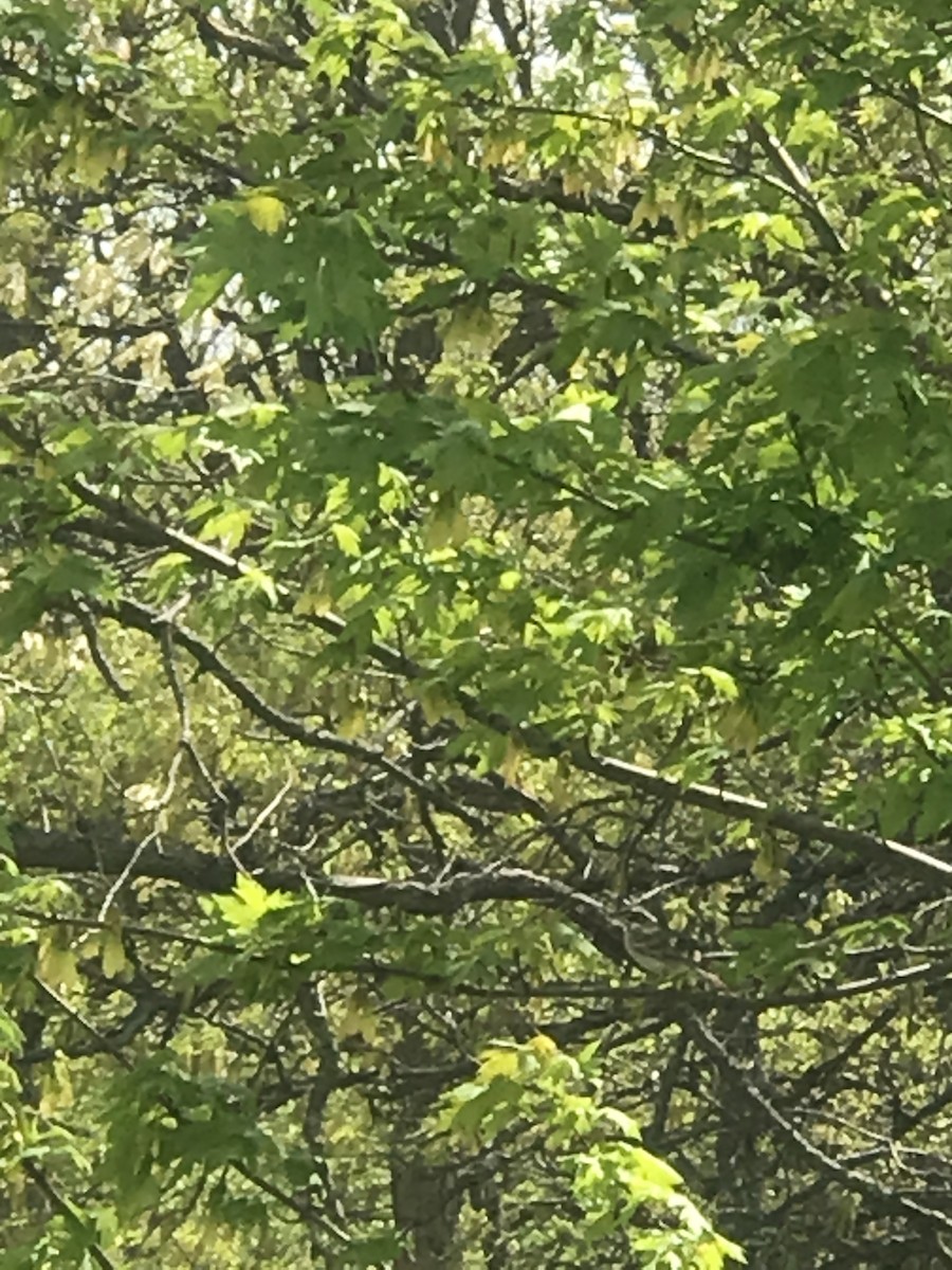 Lark Sparrow - ML333035321