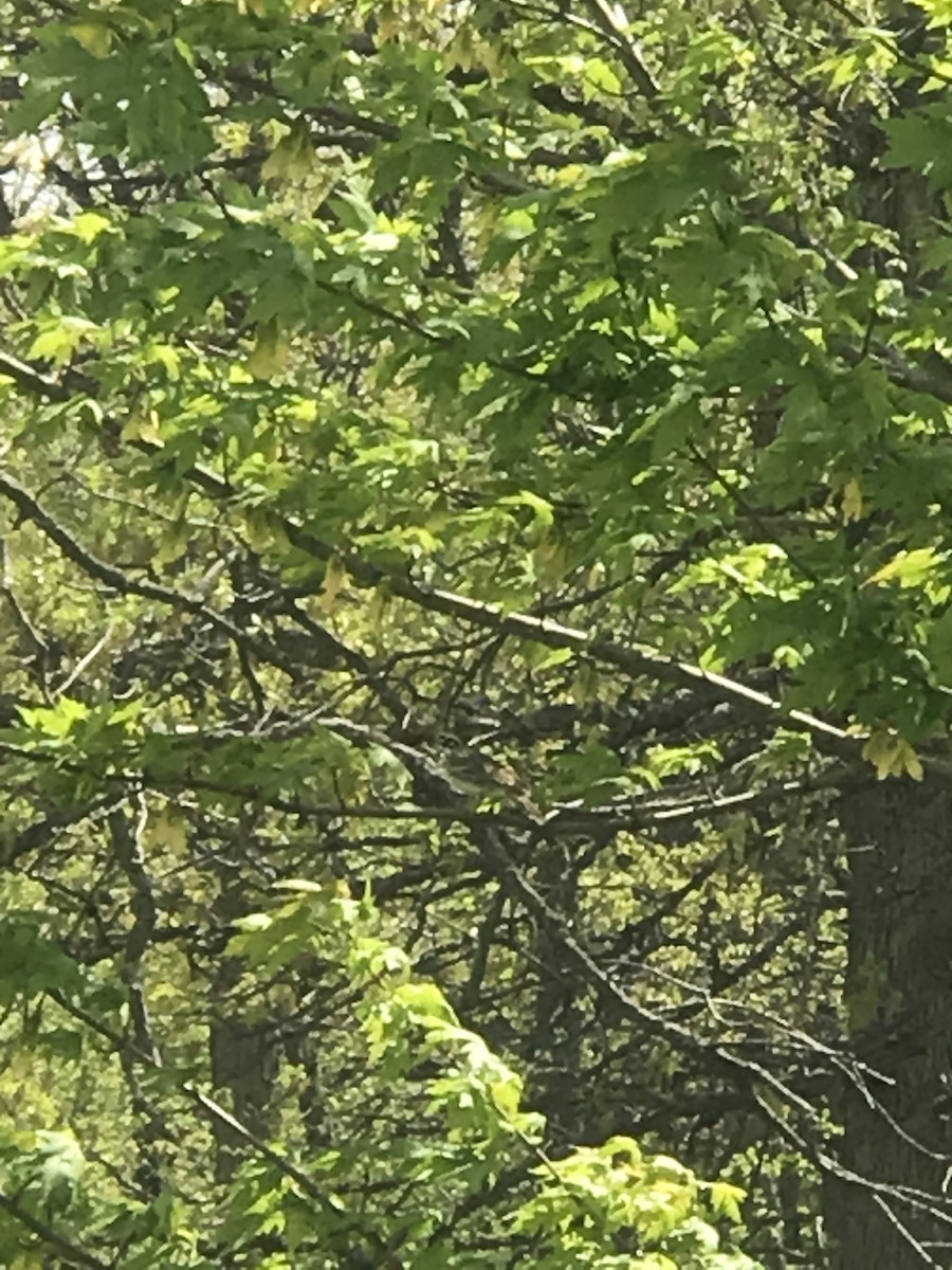 Lark Sparrow - ML333035331