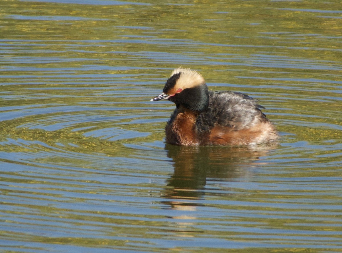 Horned Grebe - ML333035991