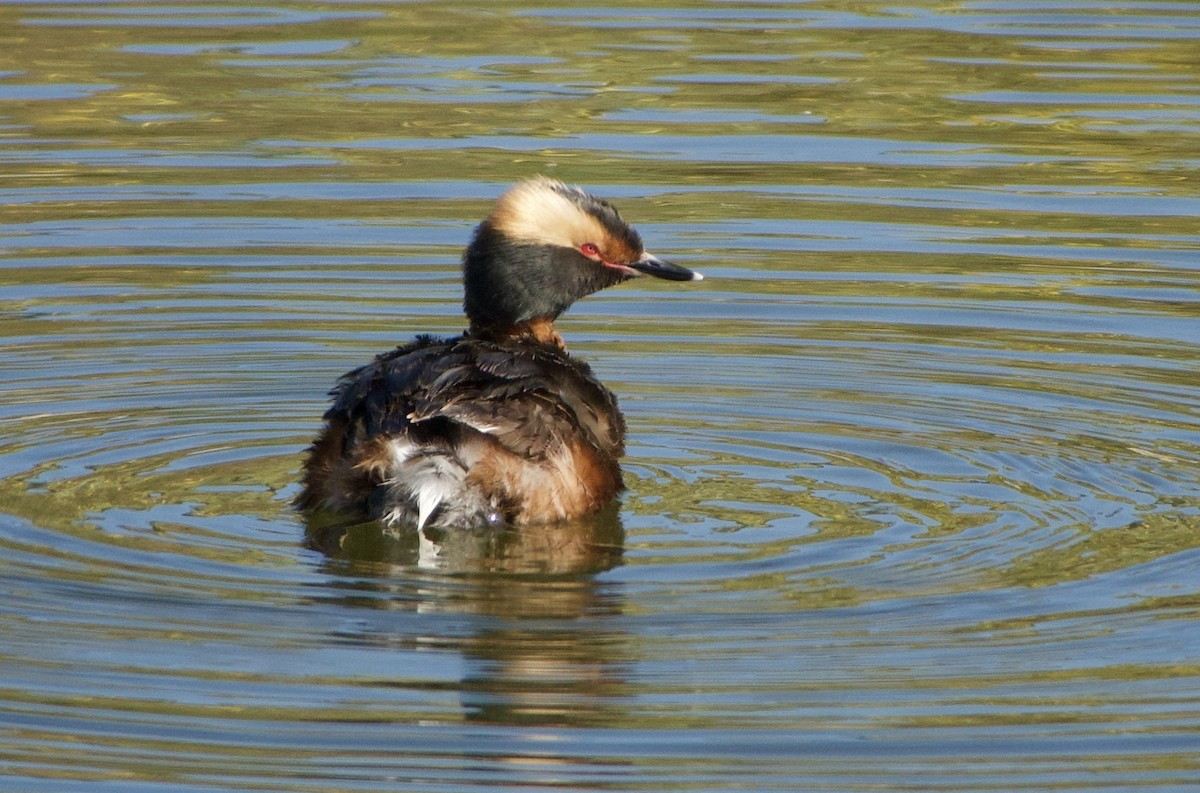 Horned Grebe - ML333036011