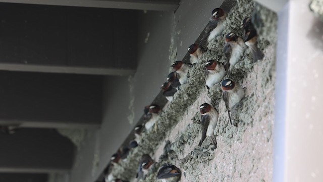 Cliff Swallow (pyrrhonota Group) - ML333036141