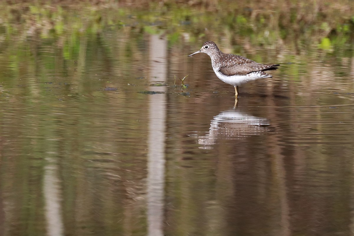 Solitary Sandpiper - Anonymous