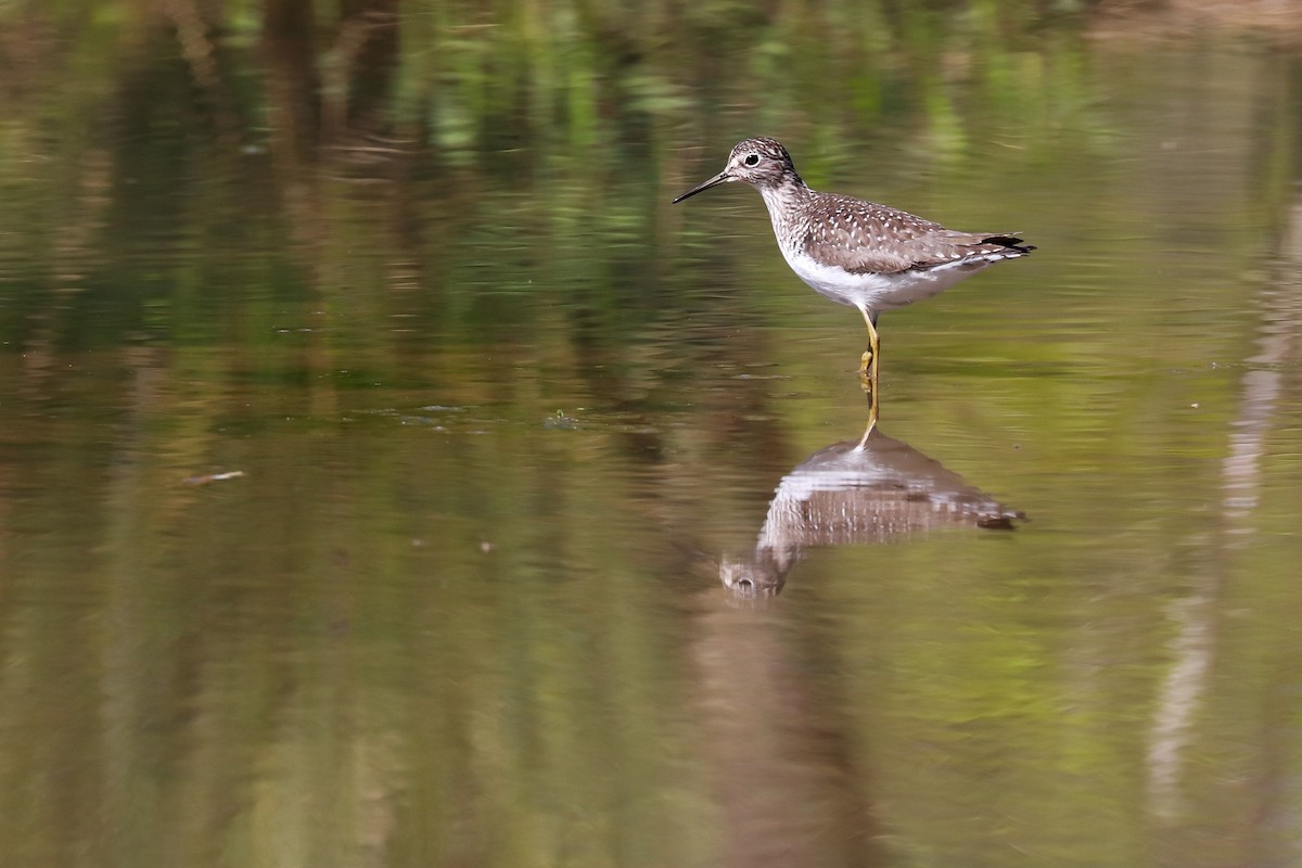 Solitary Sandpiper - Anonymous