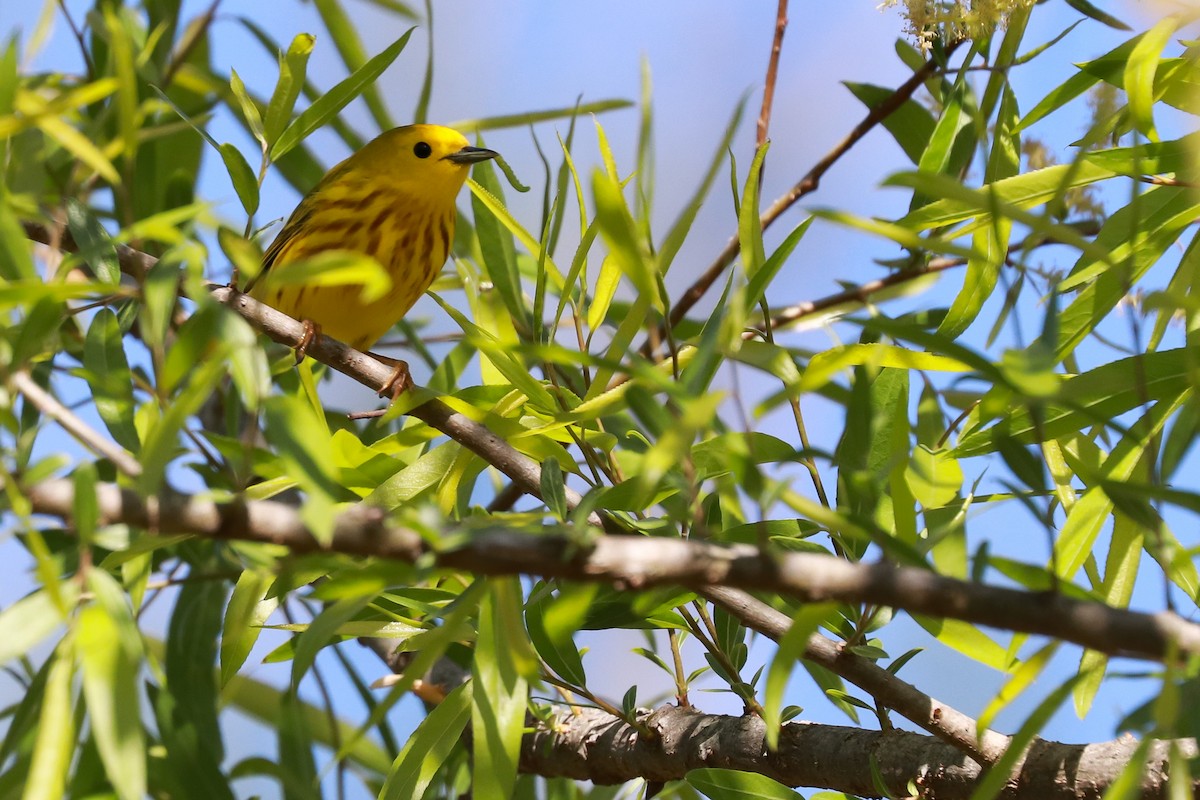 Yellow Warbler (Northern) - ML333036811