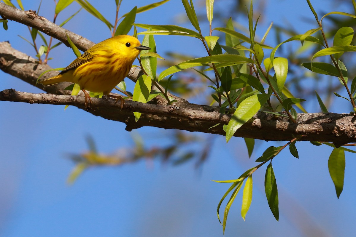 Yellow Warbler (Northern) - Anonymous