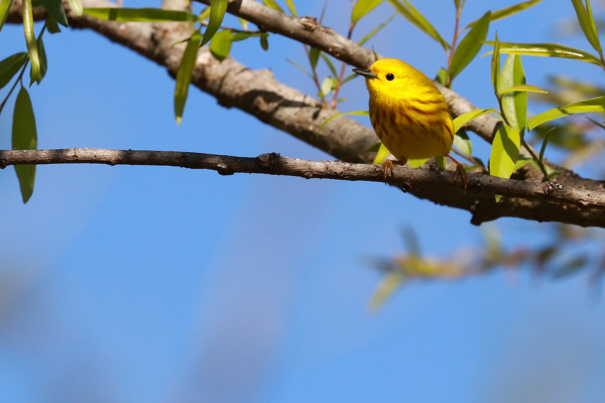 Yellow Warbler (Northern) - ML333037061