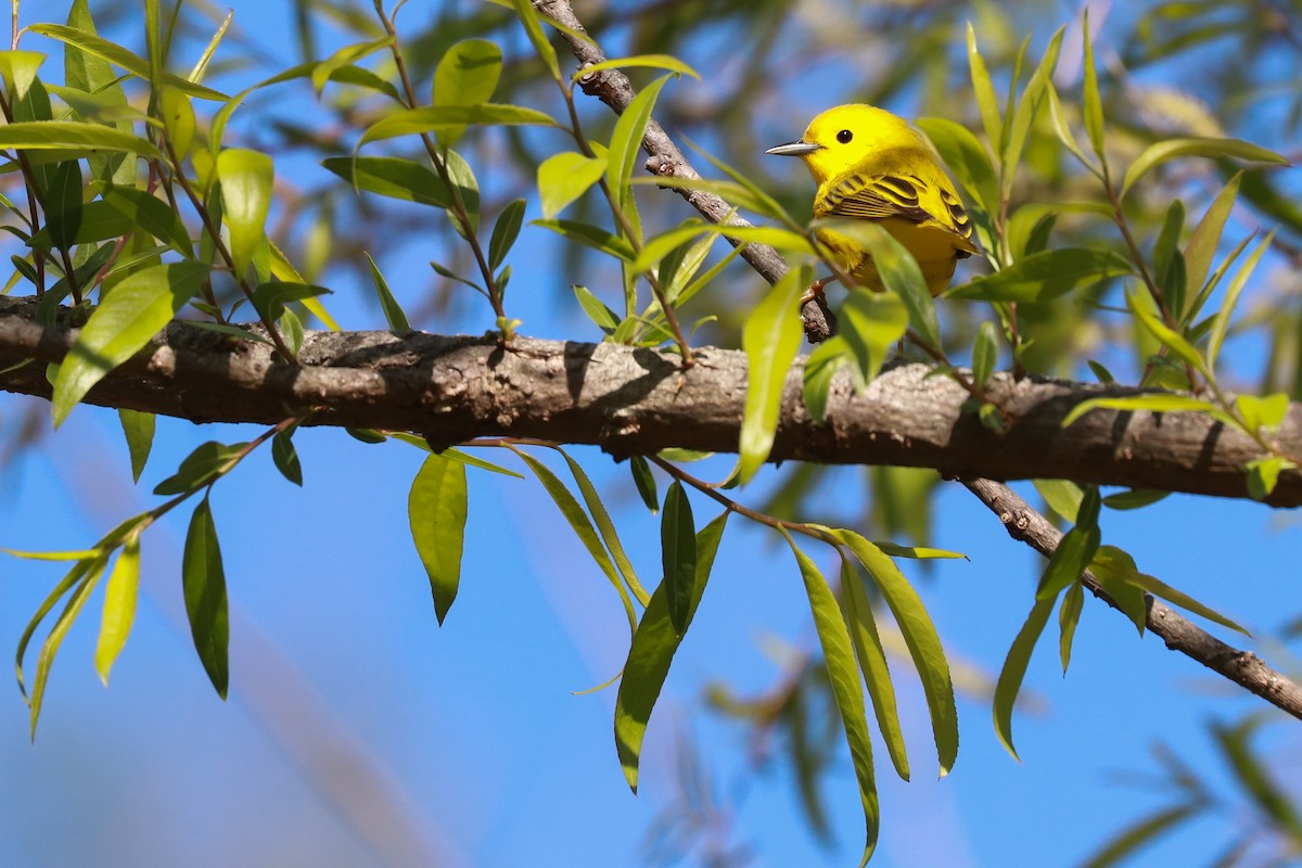 Yellow Warbler (Northern) - ML333037081