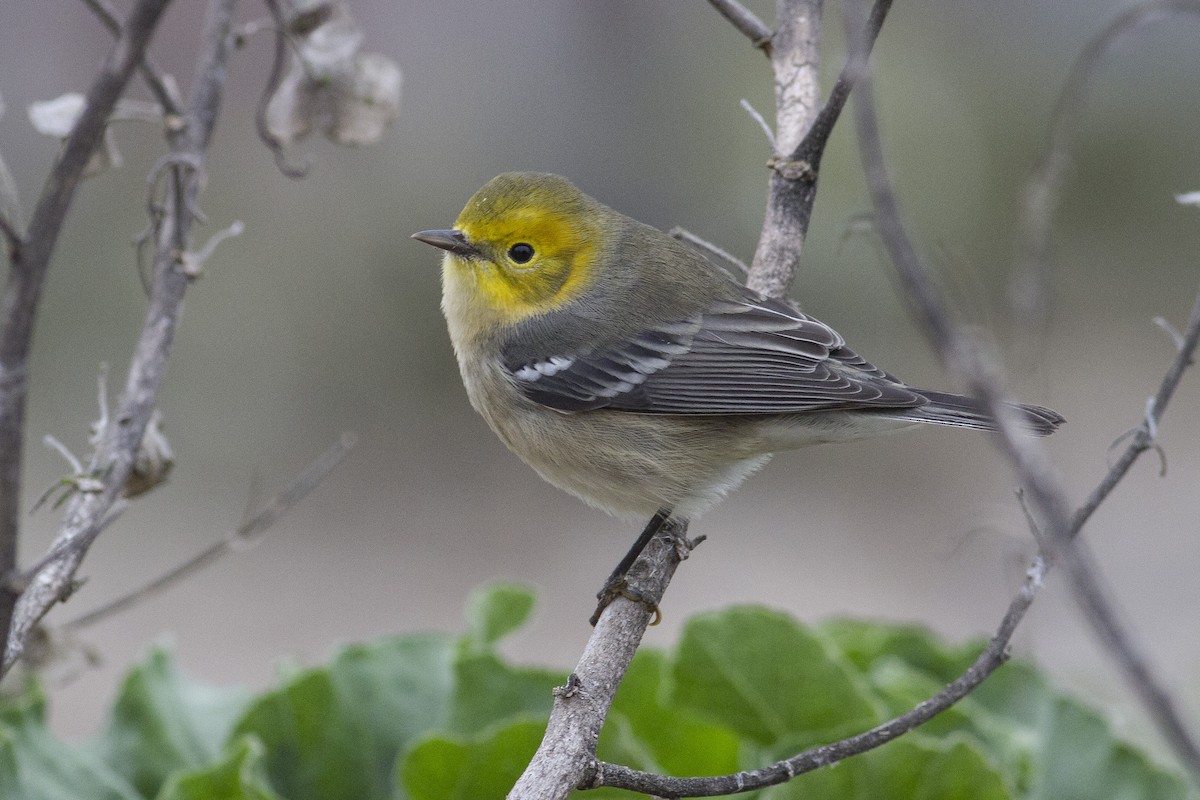 Hermit Warbler - ML33303751