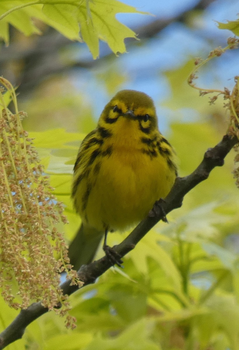 Prairie Warbler - Michael Waldron